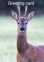 Roebuck greeting card - A6 sized. Blank inside, envelope included.
